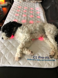 Återhämtning på PEMF/IR-madrass. Även för djur.